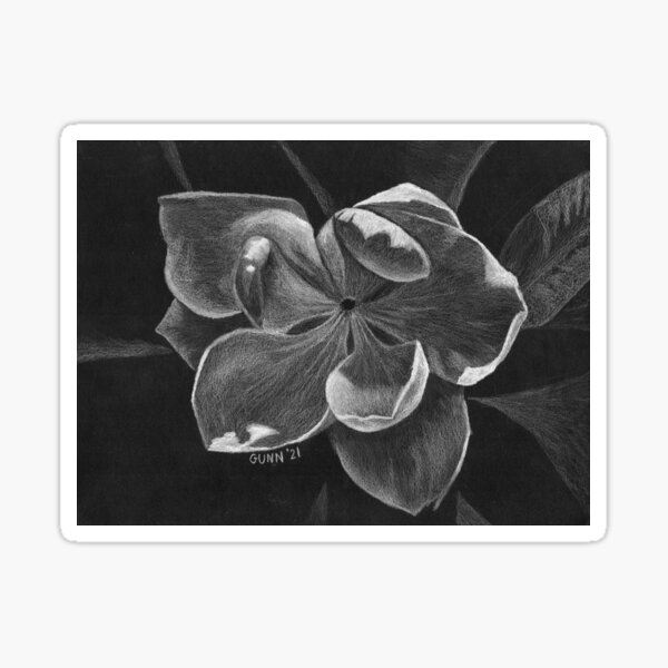 White Magnolia Sticker