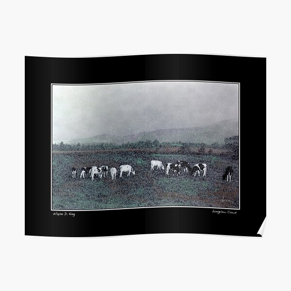 Longview Cows Poster Poster