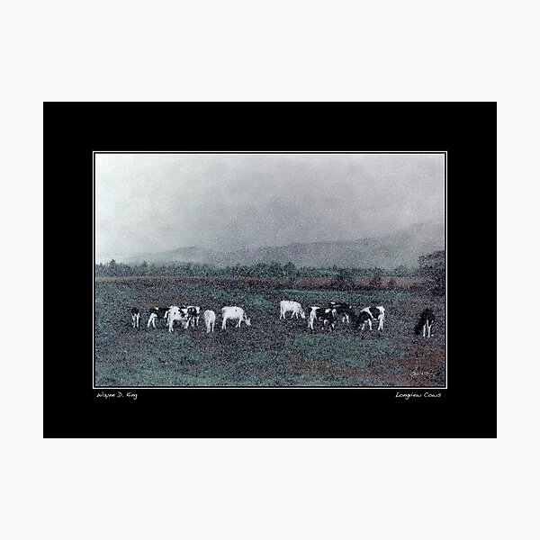 Longview Cows Poster Photographic Print