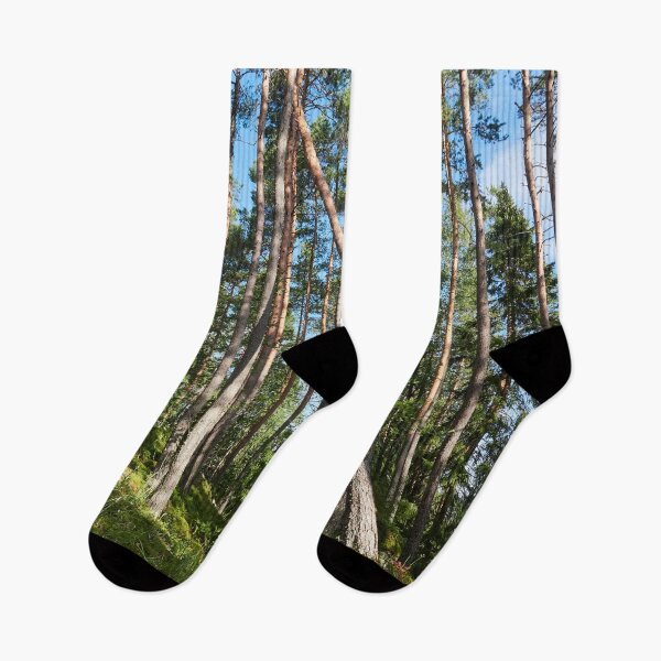Item preview, Some fall the others stay tall. Seitseminen National Park designed and sold by Jouko Lehto Photography.