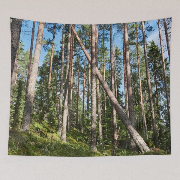Item preview, Some fall the others stay tall. Seitseminen National Park designed and sold by Jouko Lehto Photography.