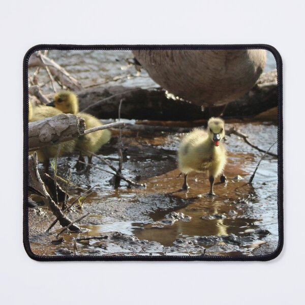 Item preview, Cuteness Overload designed and sold by Susie Kramer.