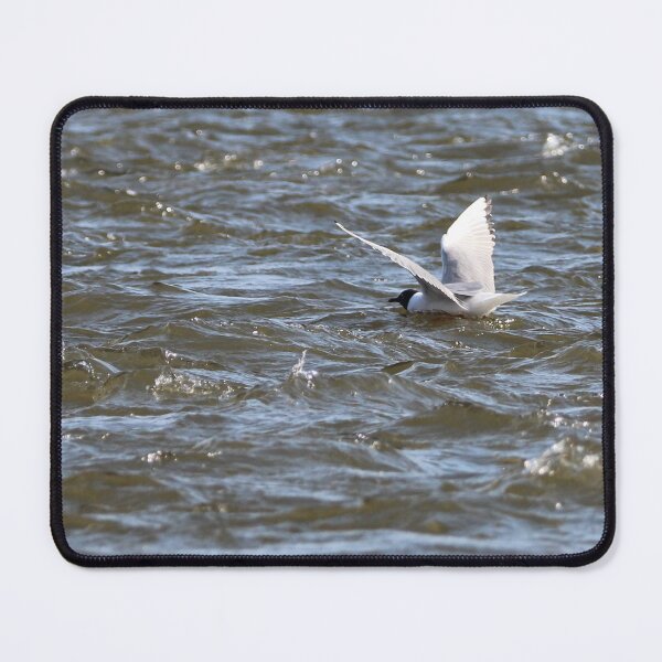Item preview, Bonaparte Gull Seven designed and sold by Susie Kramer.