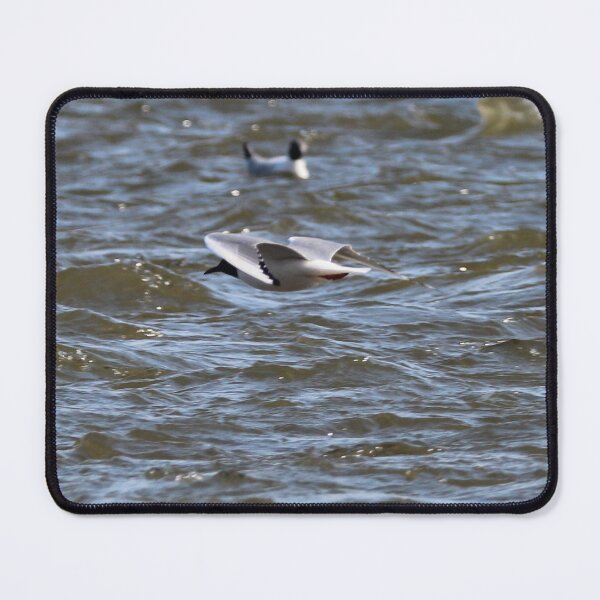 Item preview, Bonaparte Gull Four designed and sold by Susie Kramer.