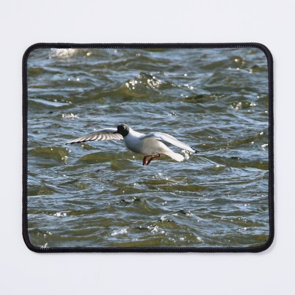 Item preview, Bonaparte Gull One designed and sold by Susie Kramer.