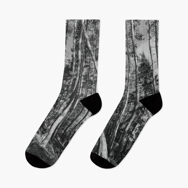 Item preview, Some fall the others stay tall. Seitseminen National Park bw designed and sold by Jouko Lehto Photography.