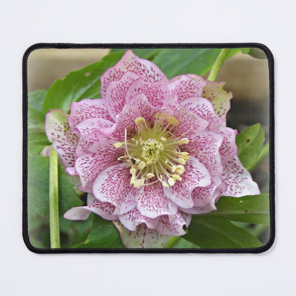 Item preview, Hellebore designed and sold by ColinBoylett.