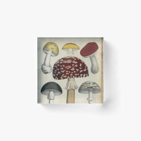 Item preview, Mushrooms from Berge's Giftpflanzenbuch designed and sold by Lloyd Library & Museum.