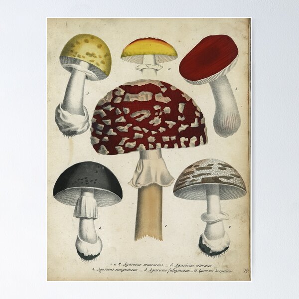 Item preview, Mushrooms from Berge's Giftpflanzenbuch designed and sold by Lloyd Library & Museum.