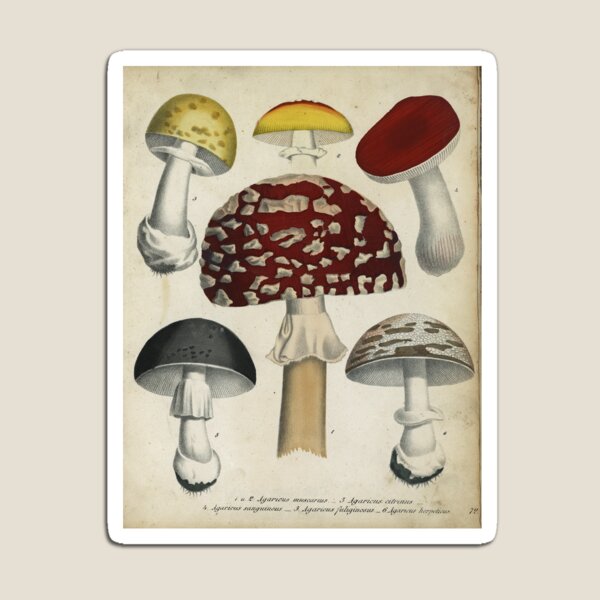 Item preview, Hongos de Berge's Giftpflanzenbuch designed and sold by Lloyd Library & Museum.