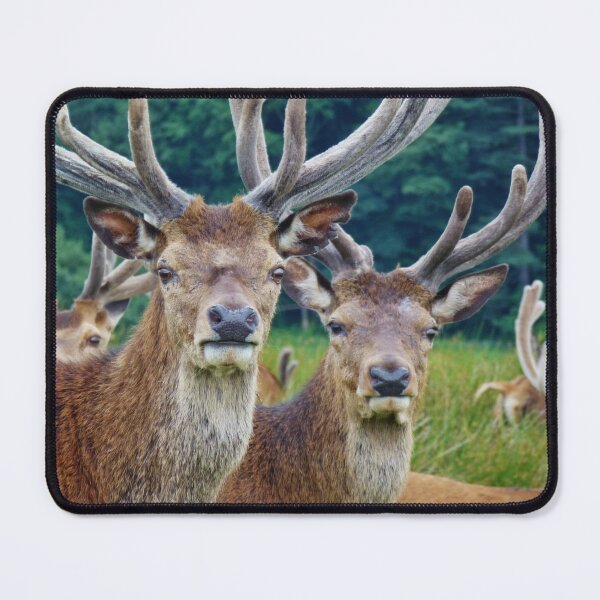 Item preview, Stags designed and sold by Frugal Mr B.