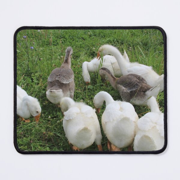 Item preview, Gaggle of young geese designed and sold by suzyrissew.