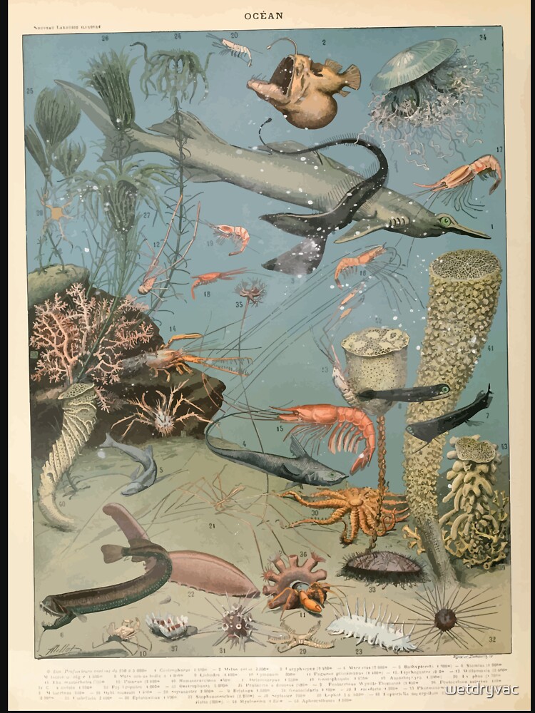 Adolphe Millot ocean A by wetdryvac