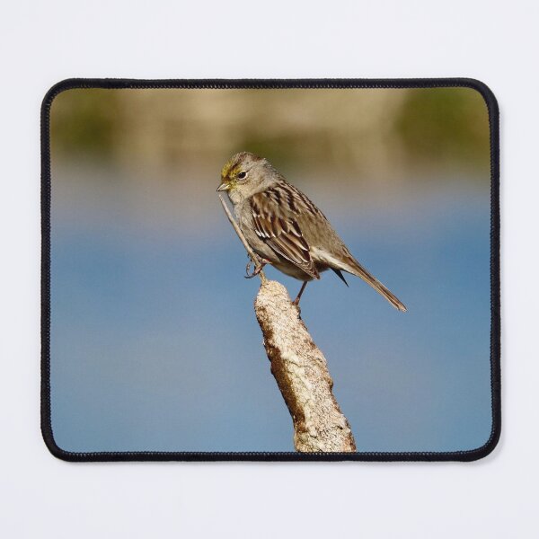 Item preview, Bird Perched on a Cattail designed and sold by KsbAesthetics.