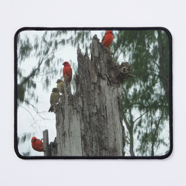 Item preview, Paradise Birds designed and sold by ygostyles.