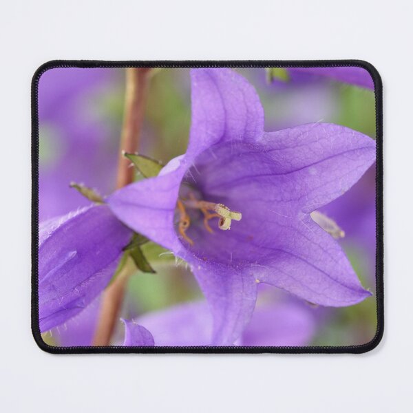 Item preview, Campanula trachelium Nettle-leaved bellflower Blue devil bellflower designed and sold by Chris Burrows.