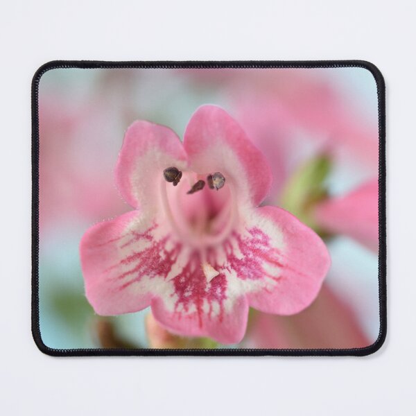 Item preview, Penstemon 'Hewell Pink Bedder' AGM Beardtongue designed and sold by Chris Burrows.