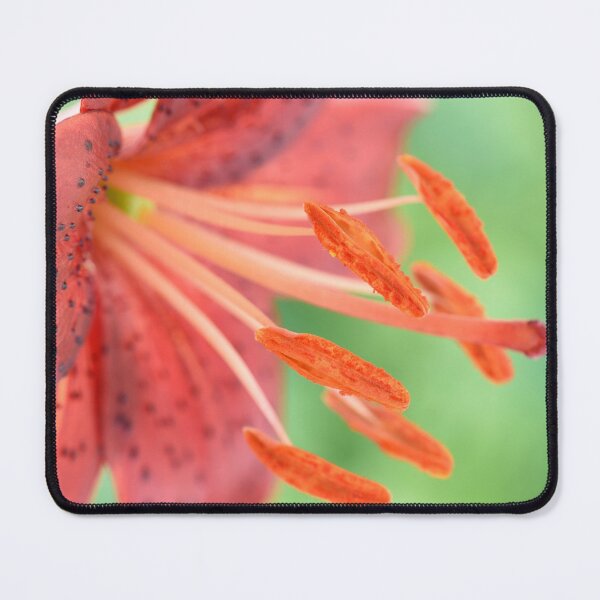 Item preview, Lilium  'Red Velvet'  Asiatic Lily designed and sold by Chris Burrows.