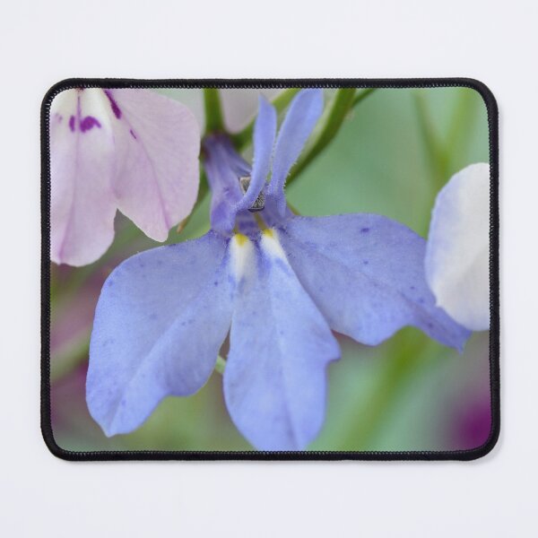Item preview, Lobelia erinus 'Ultra Cascade Mixed' designed and sold by Chris Burrows.