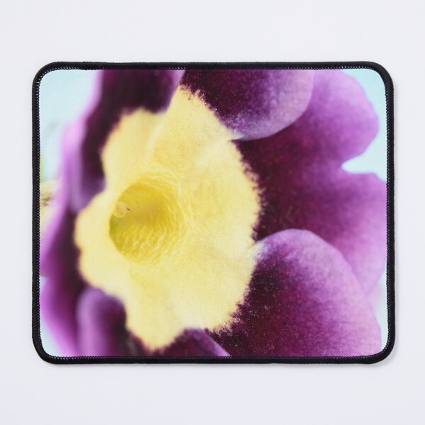 Item preview, Primula auricula designed and sold by Chris Burrows.