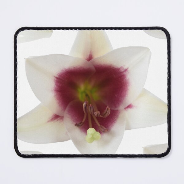 Item preview, Lilium  Triumphator = 'Zanlophator' designed and sold by Chris Burrows.