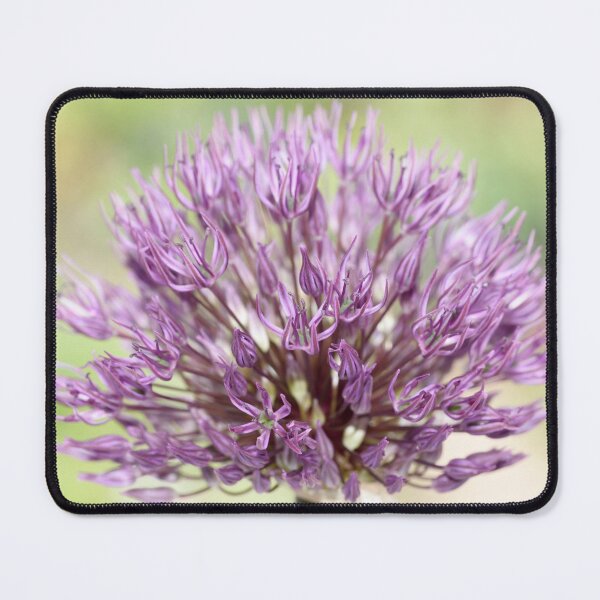 Item preview, Allium 'Powder Puff' AGM Ornamental onion designed and sold by Chris Burrows.