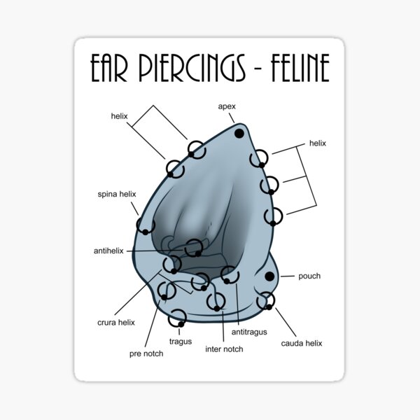 Piercing Chart - Feline Sticker