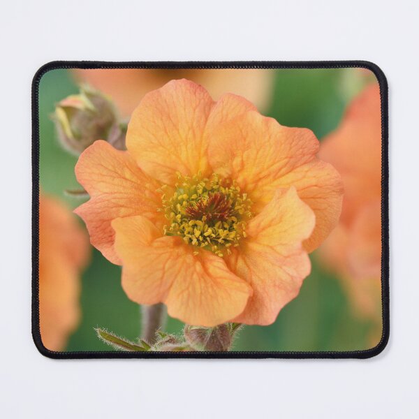Artikelvorschau, Geum & # 39; Totally Tangerine & # 39; Avens entworfen und verkauft von Chris Burrows.