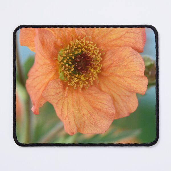 Artikelvorschau, Geum & # 39; Totally Tangerine & # 39; Avens entworfen und verkauft von Chris Burrows.