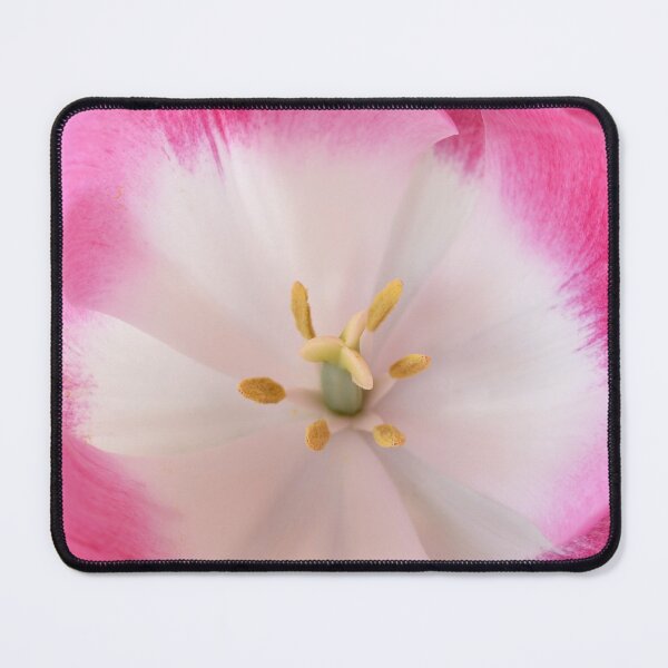 Item preview, Tulipa 'Innuendo' Tulip Triumph Group designed and sold by Chris Burrows.