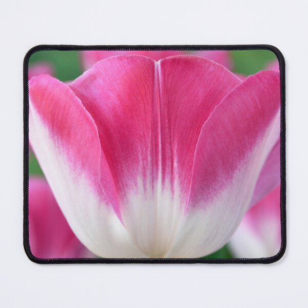 Item preview, Tulipa 'Innuendo' Tulip Triumph Group designed and sold by Chris Burrows.