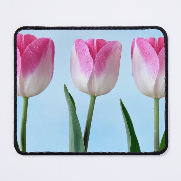 Item preview, Tulipa  'Innuendo'  Tulip  Triumph Group  designed and sold by Chris Burrows.