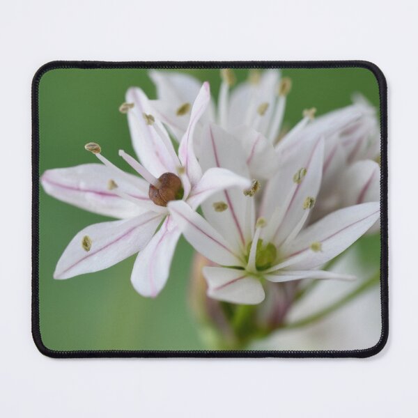 Item preview, Allium 'Cameleon' Ornamental onion designed and sold by Chris Burrows.