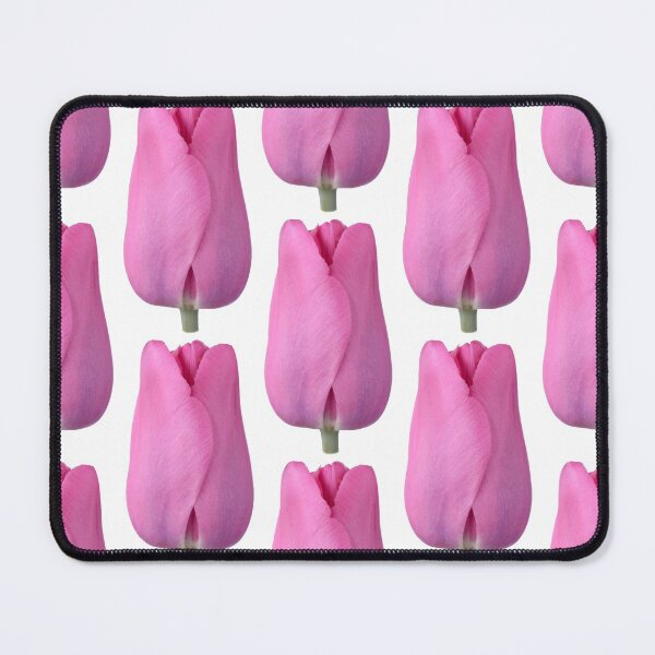 Item preview, Tulipa 'Pink Flag' Tulip Triumph Group designed and sold by Chris Burrows.