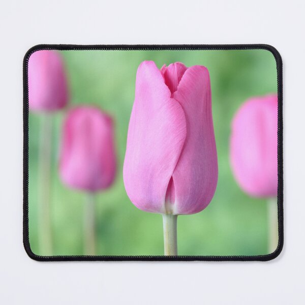 Item preview, Tulipa  'Pink Flag'  Tulip  Triumph Group, designed and sold by Chris Burrows.