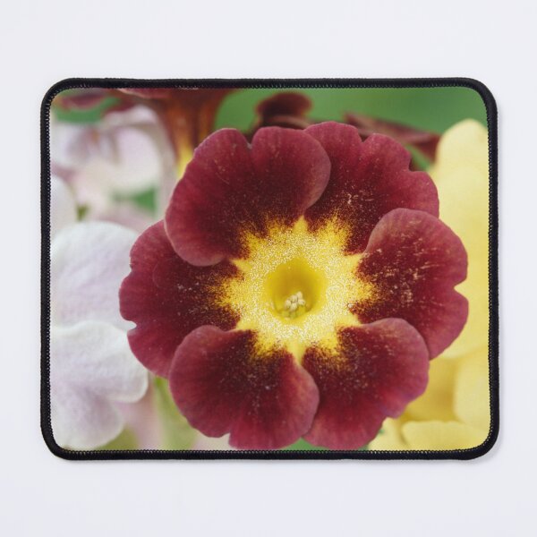 Item preview, Primula auricula designed and sold by Chris Burrows.