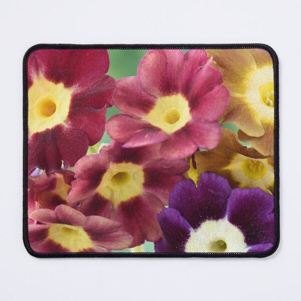 Item preview, Primula auricula designed and sold by Chris Burrows.