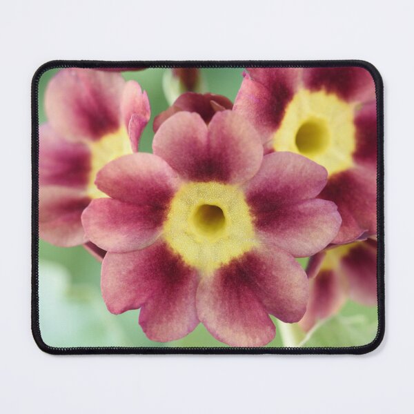 Item preview, Primula auricula designed and sold by Chris Burrows.