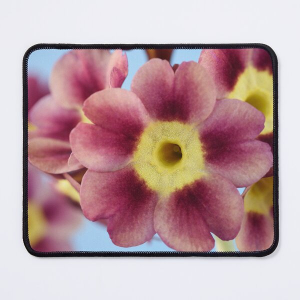 Item preview, Primula auricula designed and sold by Chris Burrows.