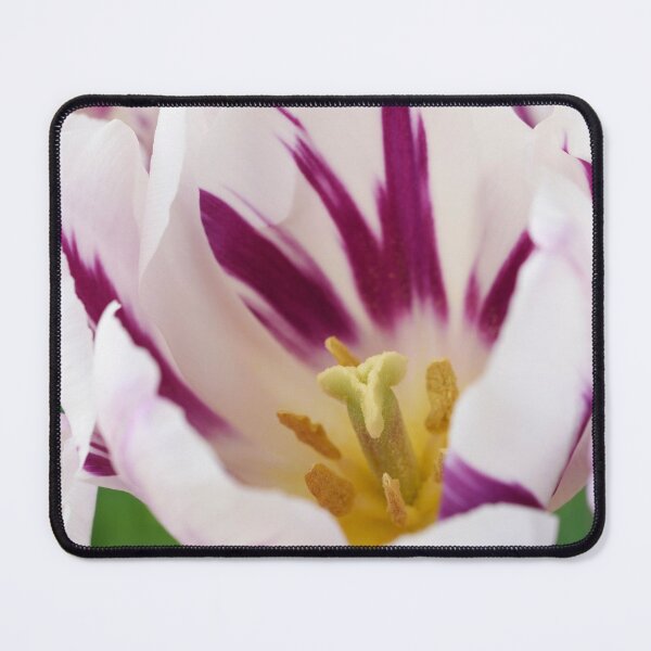 Item preview, Tulipa 'Flaming Flag' Tulip Triumph Group designed and sold by Chris Burrows.