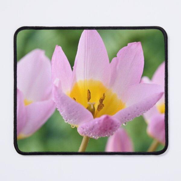 Item preview, Tulipa saxatilis Bakeri Group  'Lilac Wonder'   designed and sold by Chris Burrows.
