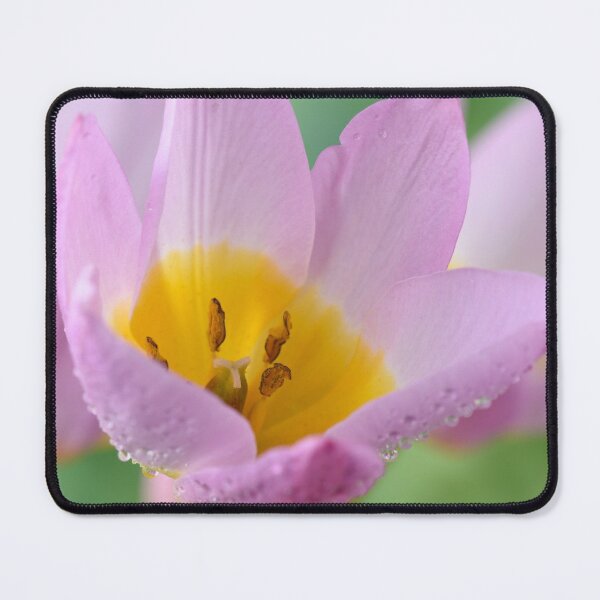 Item preview, Tulipa saxatilis Bakeri Group  'Lilac Wonder'   designed and sold by Chris Burrows.