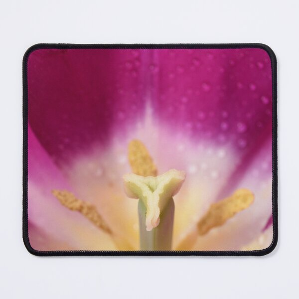 Item preview, Tulipa 'Purple Flag' Tulip Triumph Group designed and sold by Chris Burrows.