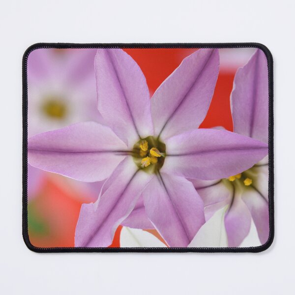 Item preview, Ipheion Two colours Spring starflower designed and sold by Chris Burrows.