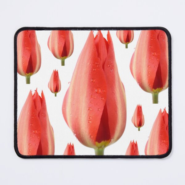 Item preview, Tulipa 'Madame Lefeber' Tulip Syn. Tulipa fosteriana 'Red Emperor' Fosteriana Group designed and sold by Chris Burrows.