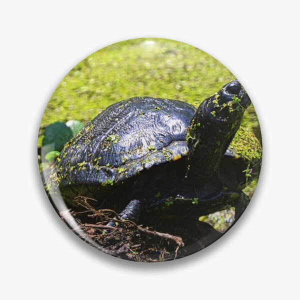 Item preview, Turtle Profile designed and sold by LisaWootenPhoto.