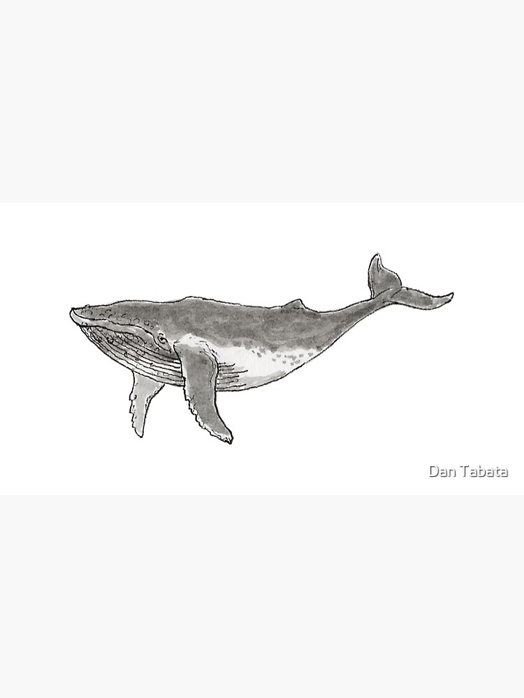 Humpback Whale by dmtab