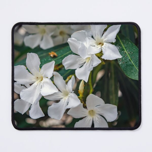 Item preview, White Nerium oleander flowers designed and sold by lena-maximova.