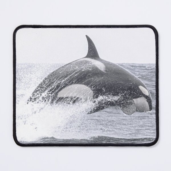 Item preview, California Transient Killer Whale, CA51 Star designed and sold by Selena Rivera.
