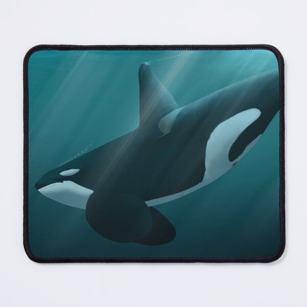 Item preview, Fatfin transient killer whale full AW designed and sold by Selena Rivera.
